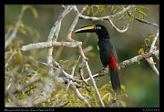  Many-banded Aracari, Yasuni National Park, Ecuador � Janet Zinn 2013