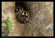  Night Monkey, Yasuni National Park, Ecuador � Janet Zinn 2013