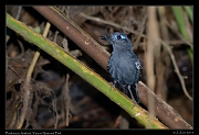  Plumbeous Antbird, Yasuni National Park, Ecuador � Janet Zinn 2013