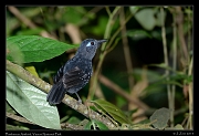  Plumbeous Antbird, Yasuni National Park, Ecuador � Janet Zinn 2013