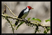  Red-capped Cardinal, Yasuni National Park, Ecuador � Janet Zinn 2013
