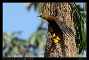  Russet-backed Oropendola at nest, Yasuni National Park, Ecuador � Janet Zinn 2013