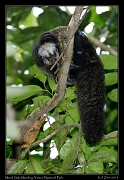  Monk Saki Monkey, Yasuni National Park, Ecuador � Janet Zinn 2013