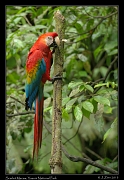  Scarlet Macaw, Yasuni National Park, Ecuador � Janet Zinn 2013