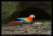  Scarlet Macaw at the clay lick, Yasuni National Park, Ecuador � Janet Zinn 2013
