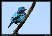  Spangled Cotinga, Yasuni National Park, Ecuador � Janet Zinn 2013
