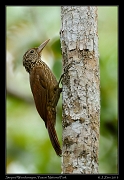  Striped Woodcreeper, Yasuni National Park, Ecuador � Janet Zinn 2013