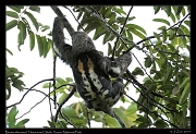 Brown-throated Three-toed Sloth, Yasuni National Park, Ecuador � Janet Zinn 2013