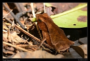 Toad, Yasuni National Park, Ecuador � Janet Zinn 2013