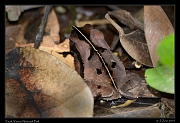  Toad, Yasuni National Park, Ecuador � Janet Zinn 2013