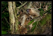  Southern Two-toed Sloth, Yasuni National Park, Ecuador � Janet Zinn 2013