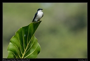  White-winged Swallow, Yasuni National Park, Ecuador � Janet Zinn 2013