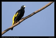  Yellow-rumped Cacique, Yasuni National Park, Ecuador � Janet Zinn 2013