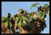  Yellow-rumped Caciques at nest, Yasuni National Park, Ecuador � Janet Zinn 2013