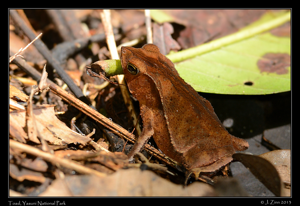 toad_7403a