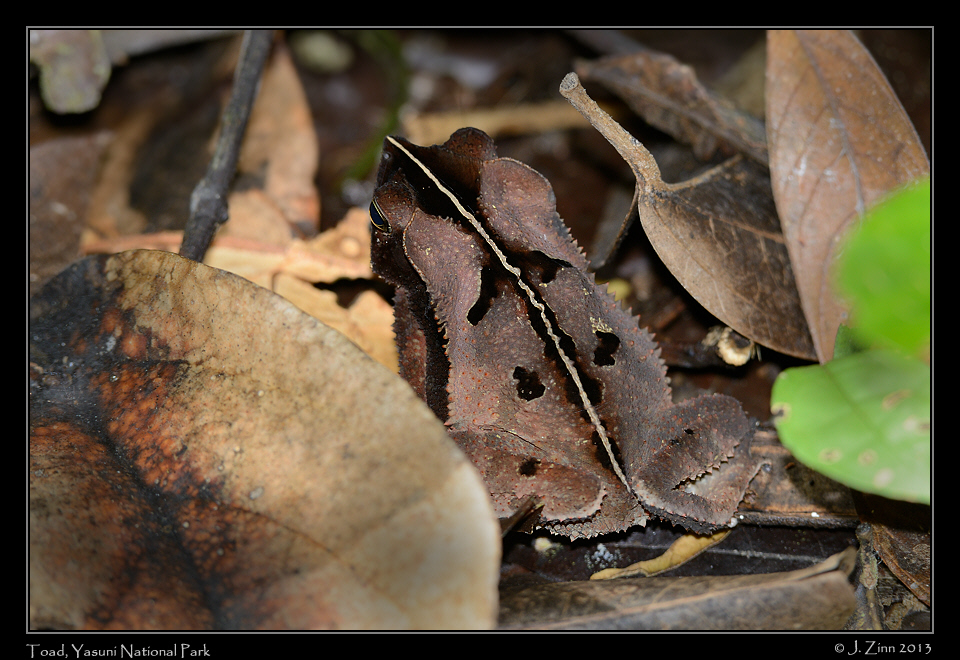 toad_7409a