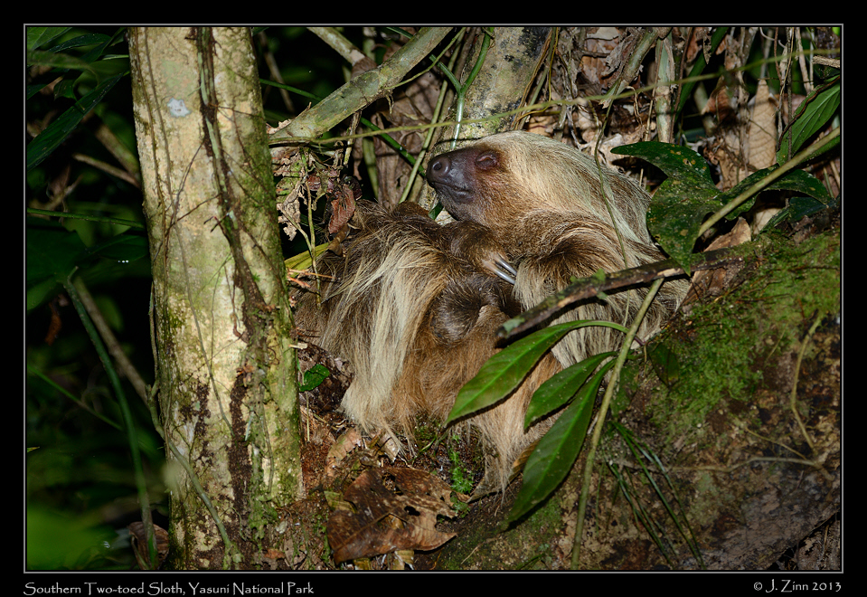 two_toed_sloth_7249a