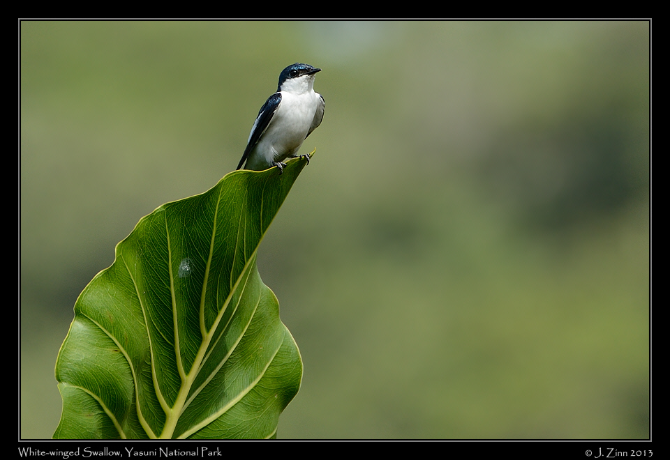 white_winged_swallow_7464a