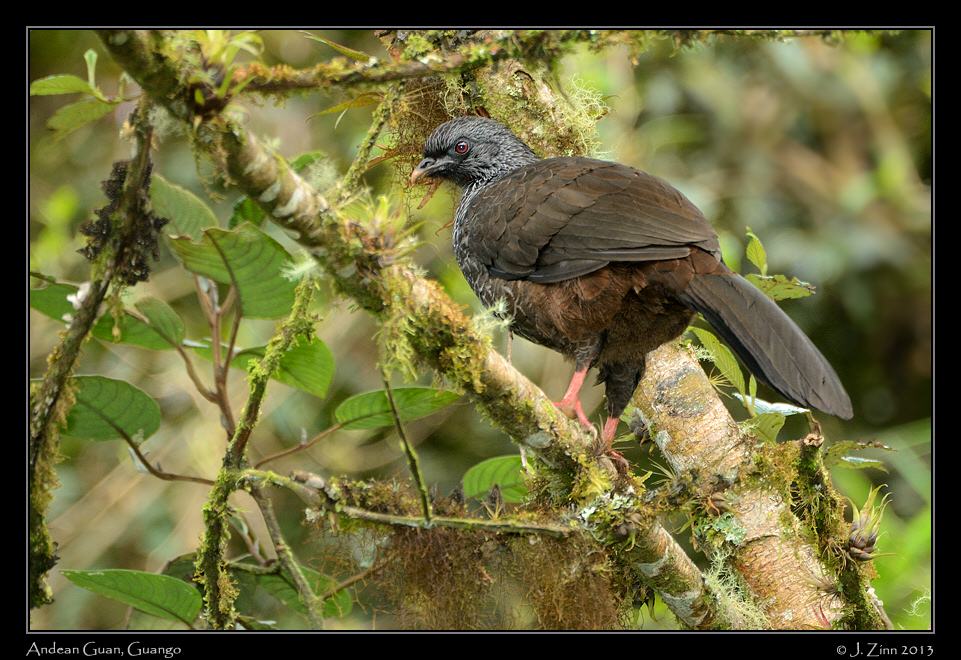 andean_guan_4740a