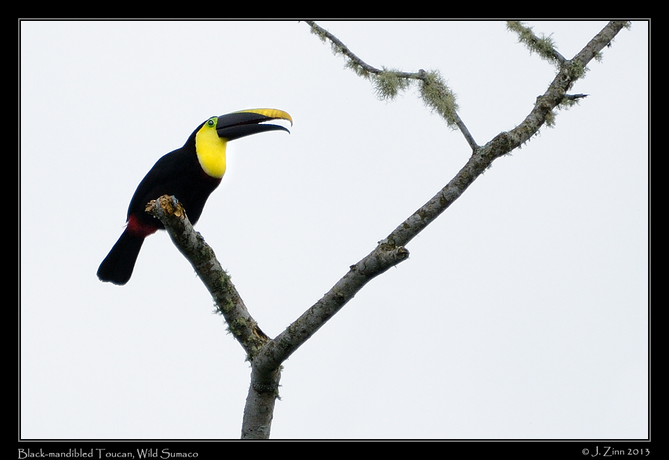 black_mandibled_toucan_6669a