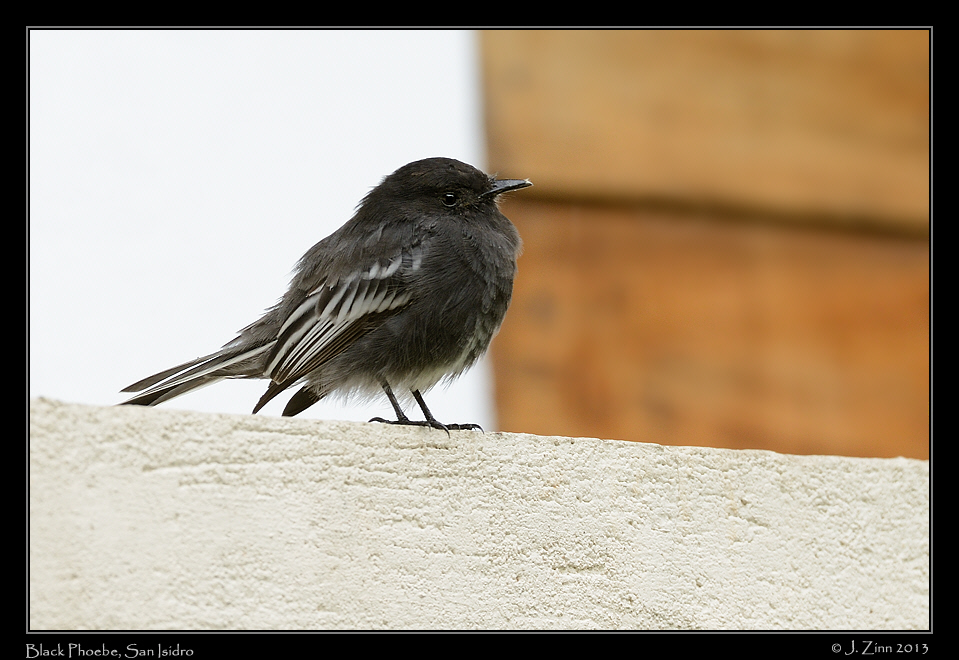 black_phoebe_5753a