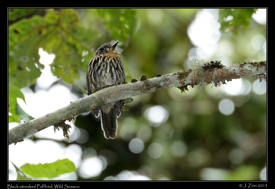 black_streaked_puffbird_6378a