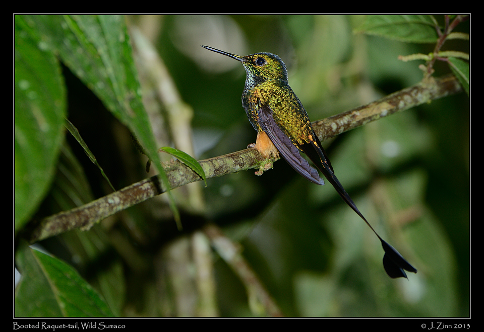 booted_racquet_tail_6617a
