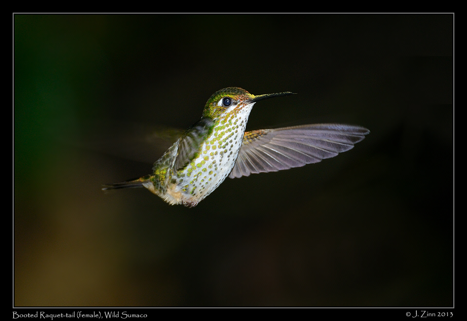 booted_raquet_tail_5974a