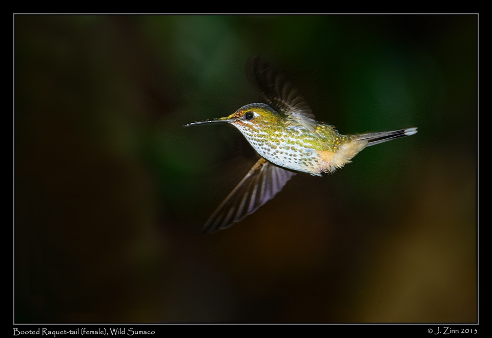 booted_raquet_tail_5983a