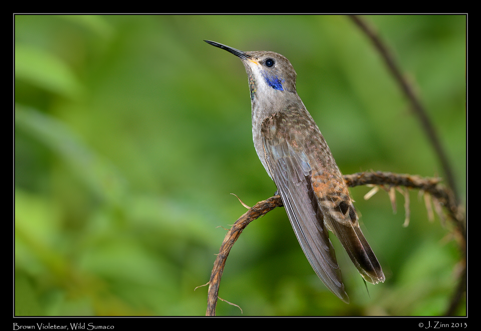 brown_violetear_5943a
