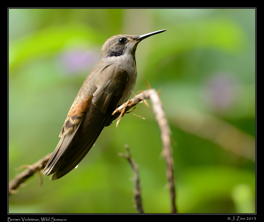 brown_violetear_5957a