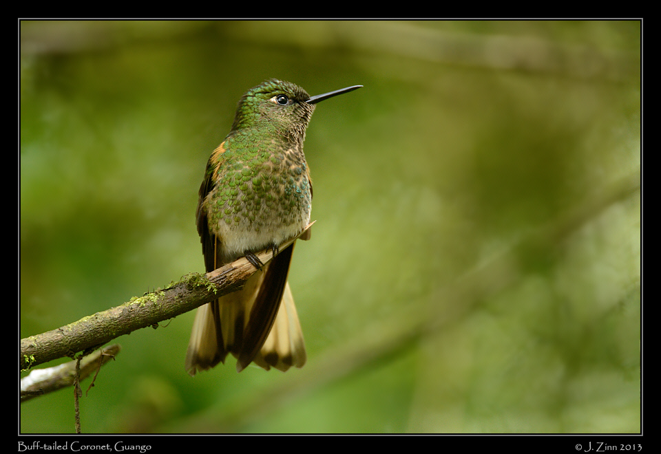 buff_tailed_coronet_4980a