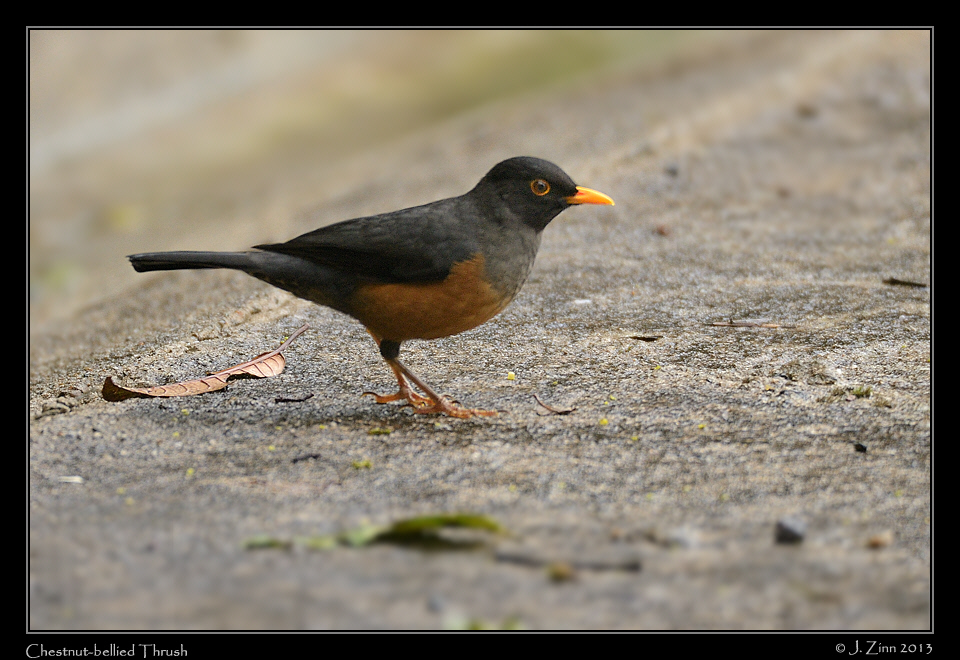 chestnut_bellied_thrush_5880a