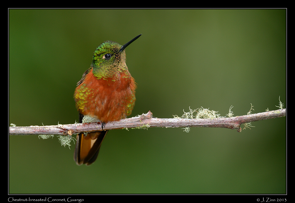 chestnut_breasted_coronet_4846a