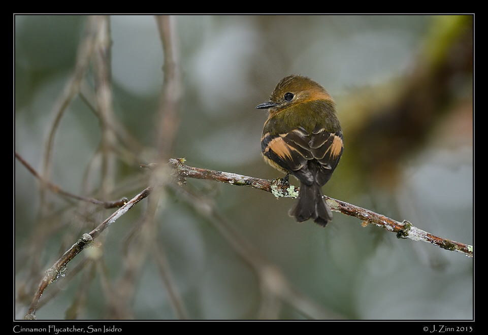 cinnamon_flycatcher_5693a