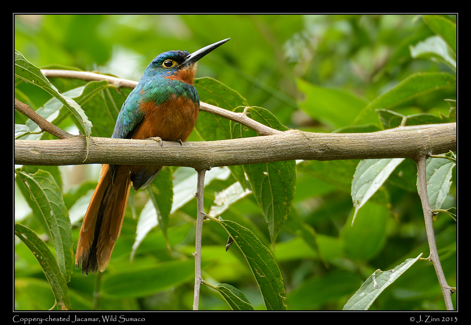 coppery_chested_jacamar_6420a
