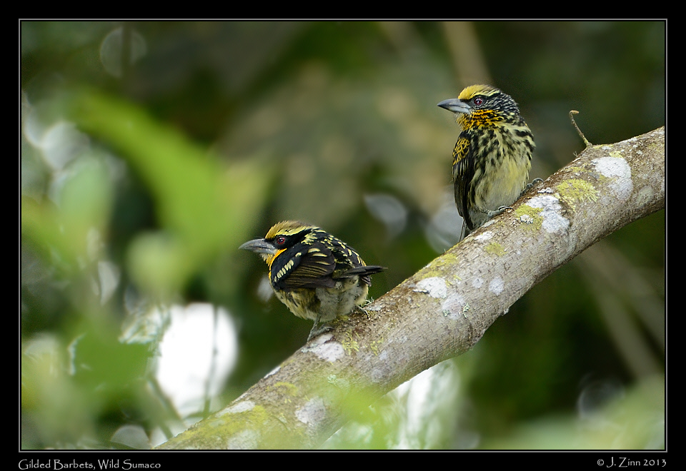 gilded_barbet_6646a