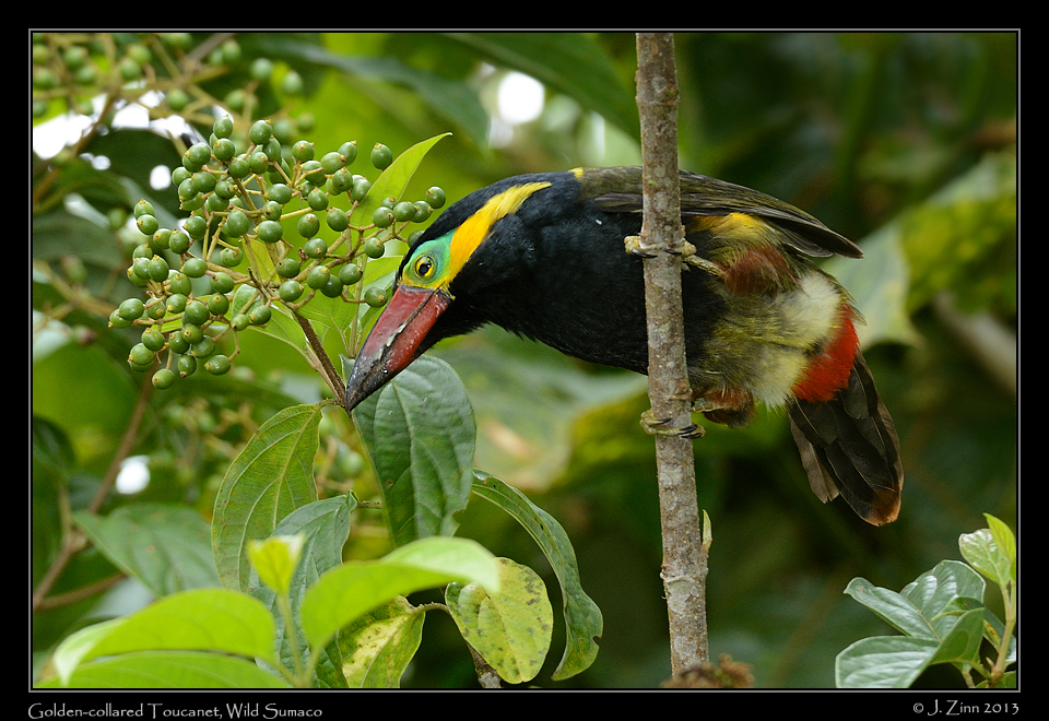 golden_collared_toucanet_6588a