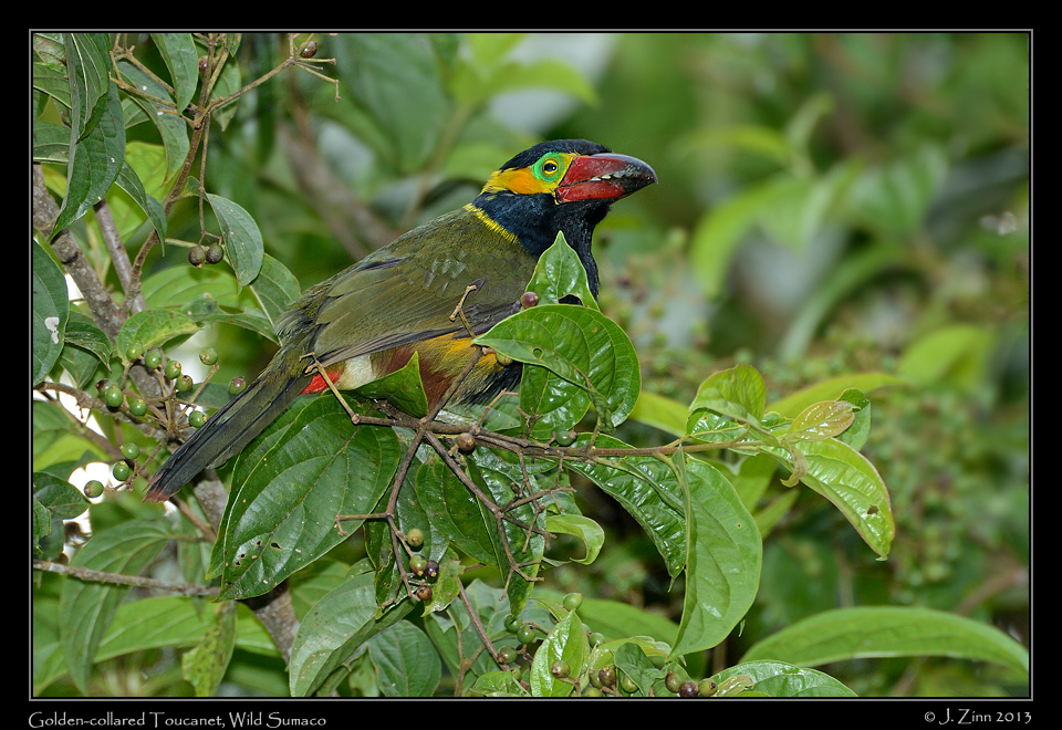 golden_collared_toucanet_6627a