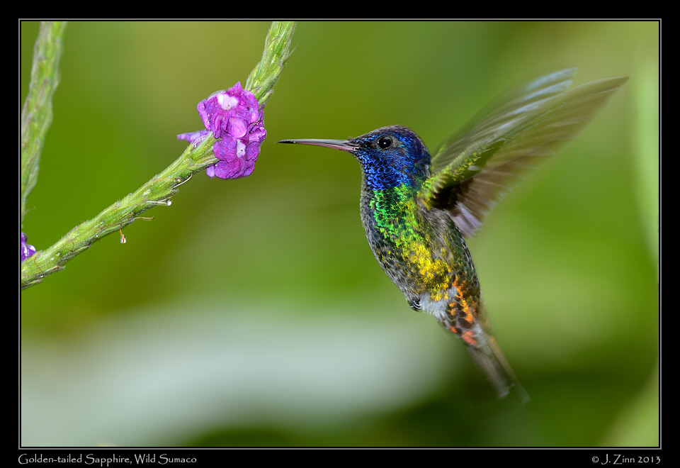 golden_tailed_sapphire_5942a