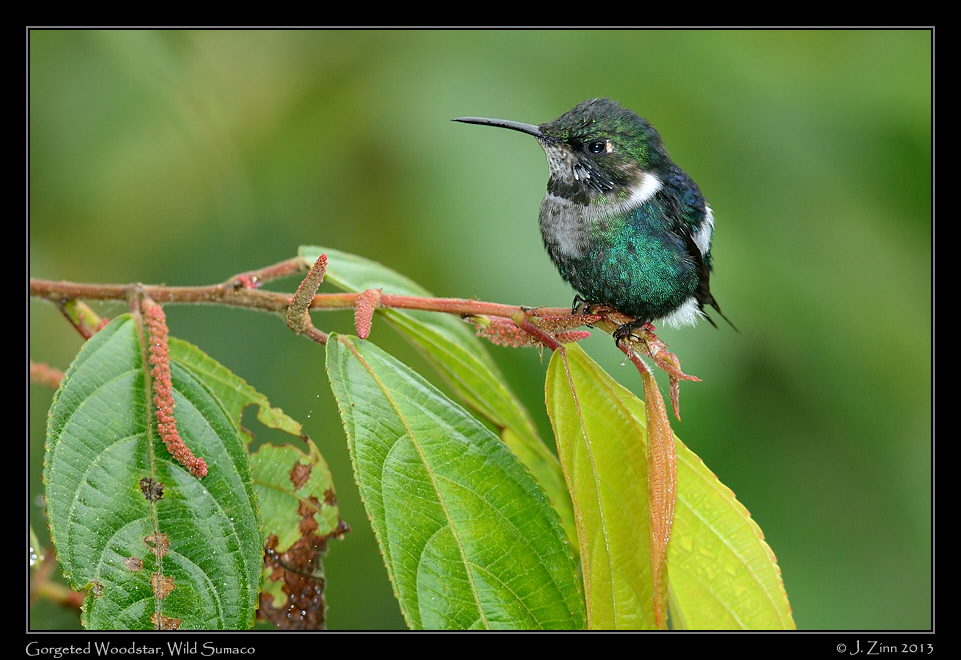 gorgeted_woodstar_6286a