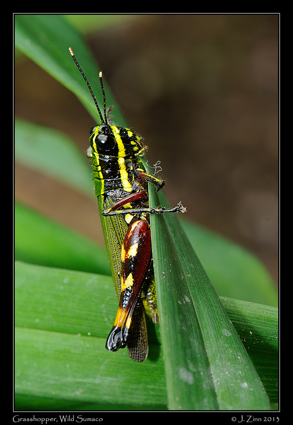 grasshopper_3368a