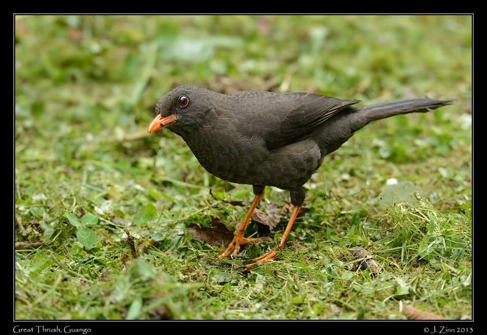 great_thrush_5042a