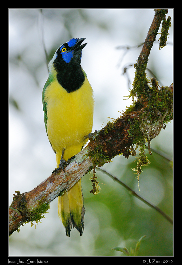 inca_jay_5854a