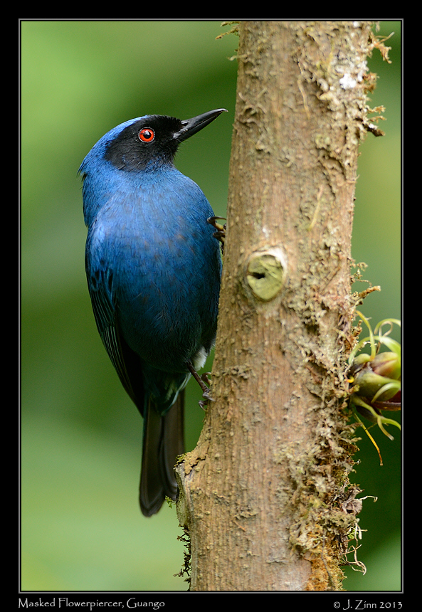 masked_flowerpiercer_5028a