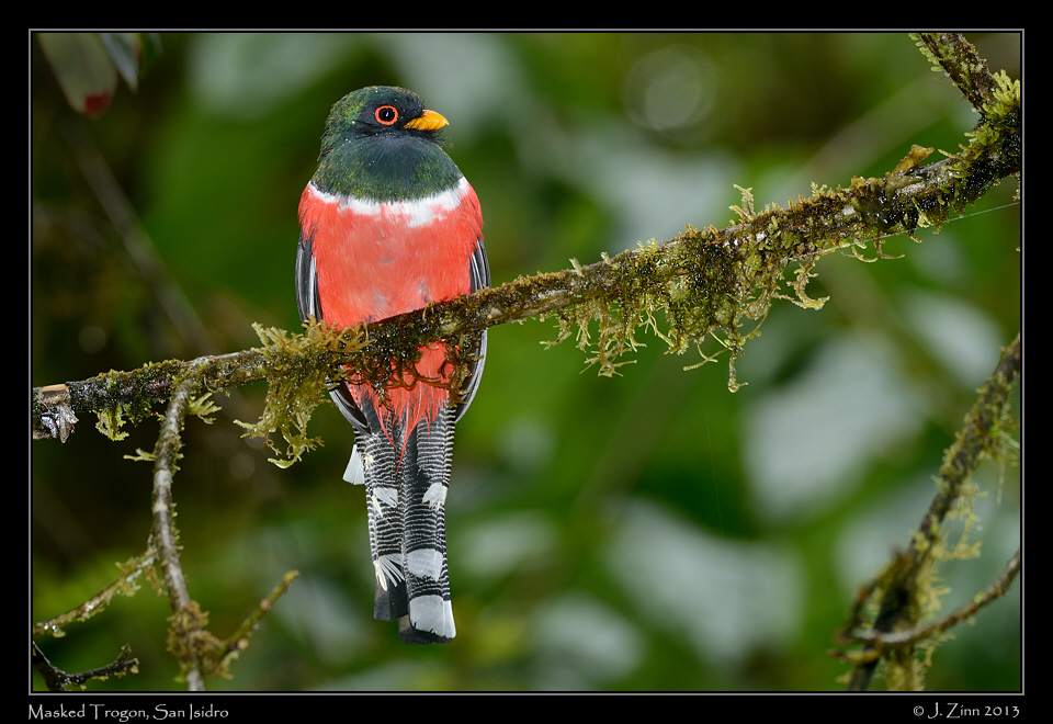 masked_trogon_5792a