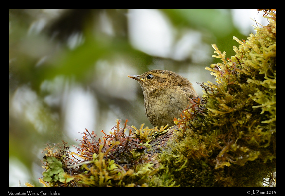 mountain_wren_5736a