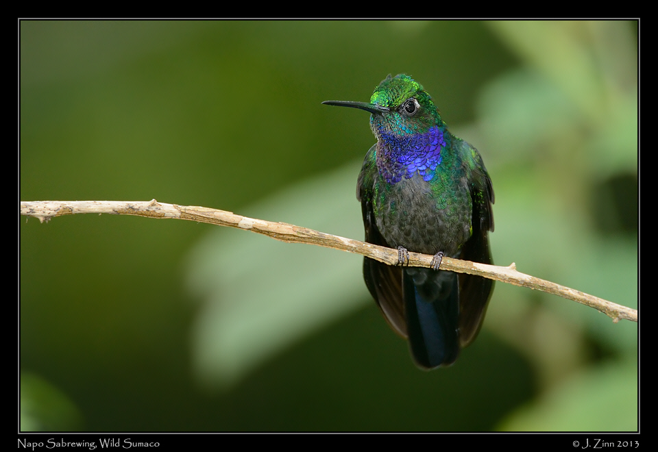 napo_sabrewing_6582a