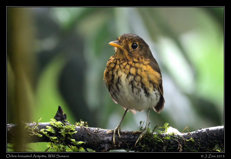 ochre_breasted_antpitta_6239a