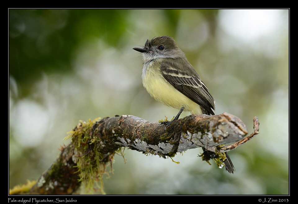 pale_edged_flycatcher_5725a